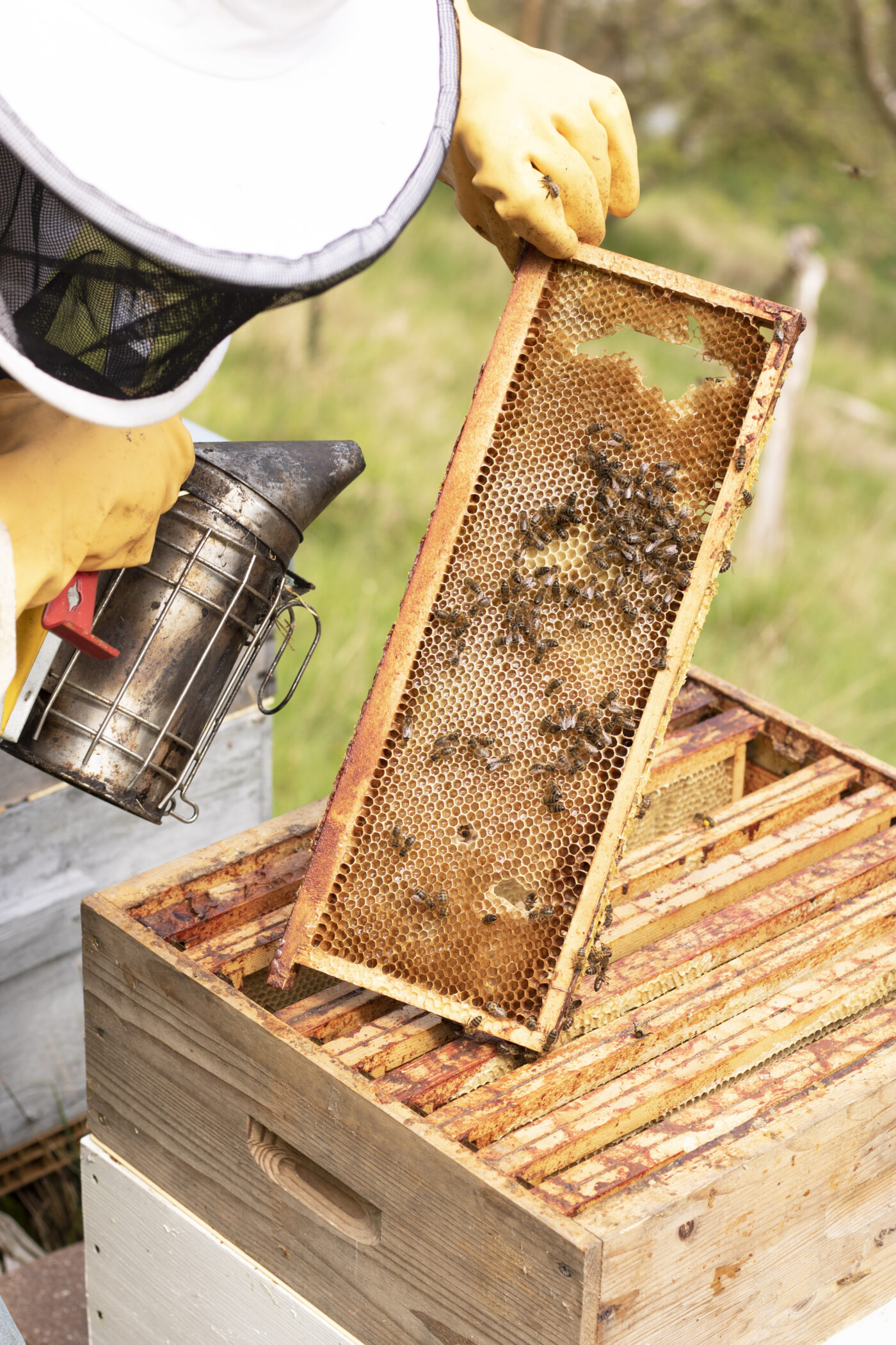 Miel - NessyDes - Inès Desroches